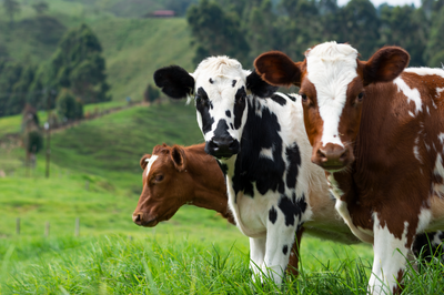 Vegan Education: Cows and Dairy